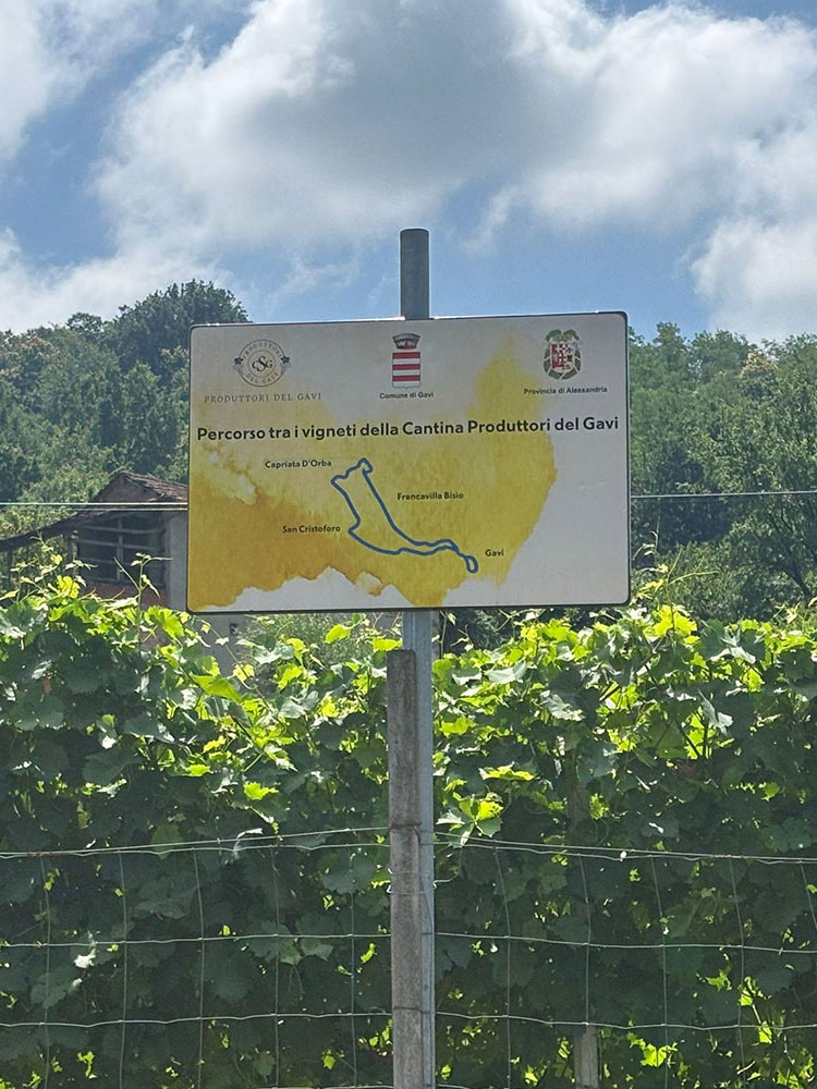 Consorzio produttori del Gavi 2